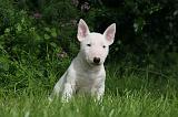 BULL TERRIER MINIATURE 166